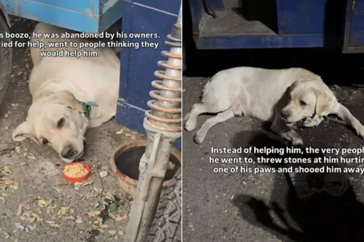 This Labrador Lost His Home And His Trust, But His Happy Ending Is Beautiful
