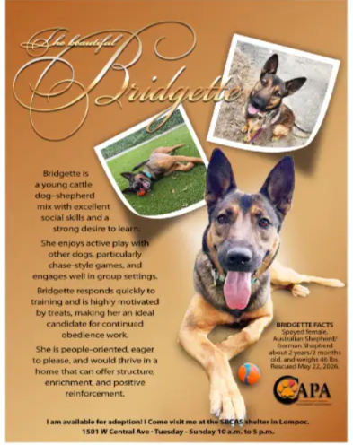 Meet Bridgette: This Clever Rescue Dog Is Ready To Find Her Forever Family
