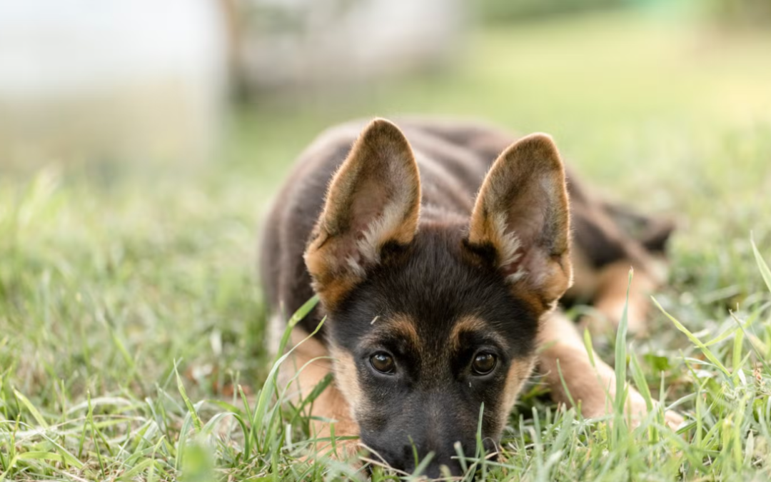 Puppy Meets A Blueberry For The First Time And Immediately Finds His New Enemy