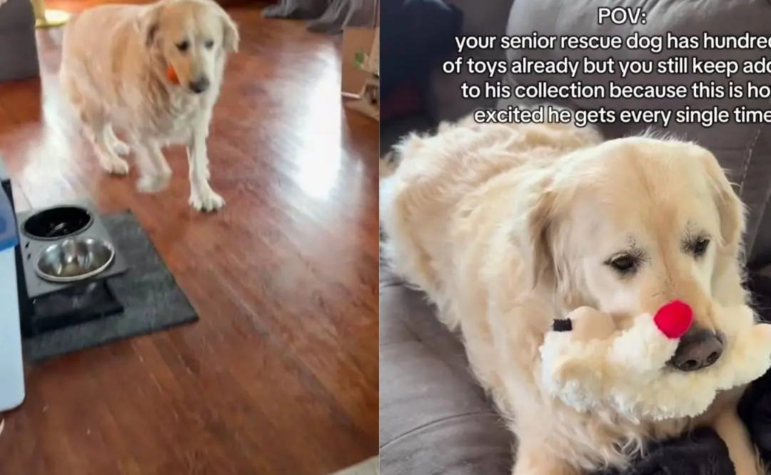Senior Rescue Dog Gets a New Toy—and His Reaction Says Everything