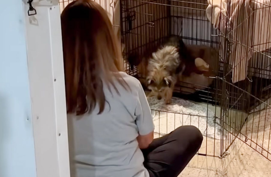 Tiny 9-Pound Rescue Dog Defies the Odds After Surviving Two Weeks Alone
