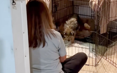 Tiny 9-Pound Rescue Dog Defies the Odds After Surviving Two Weeks Alone