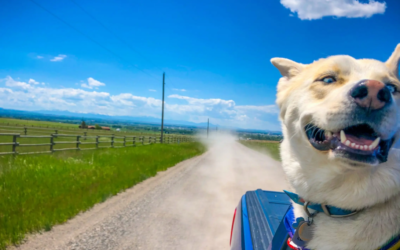 Before You Hit the Road With Your Dog, Make Sure You Know These Safety Tips