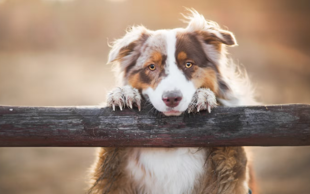 This Clever Aussie Found a Stray Dog and Decided She Was Coming Home With Him