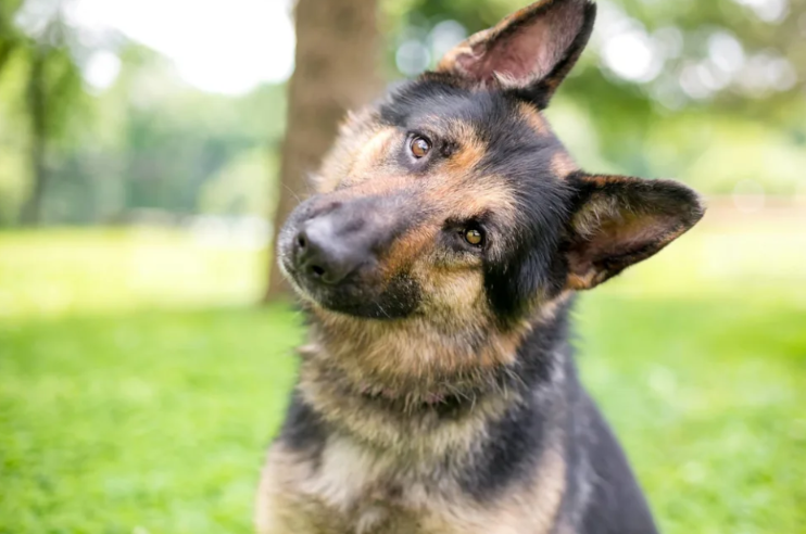 These Three Dogs Found a Stray Cat and Decided Their Family Needed a New Member