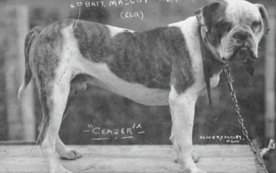 He Couldn’t Carry a Rifle—But This Heroic Dog Saved Countless Lives on the Battlefield