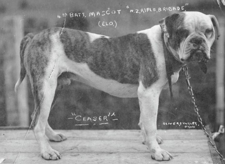 He Couldn’t Carry a Rifle—But This Heroic Dog Saved Countless Lives on the Battlefield