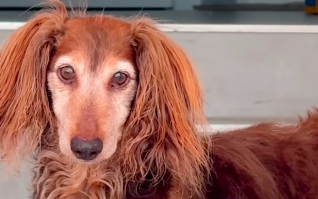 This Senior Rescue Dog Still Hates Being Alone, But He’s Finally Home