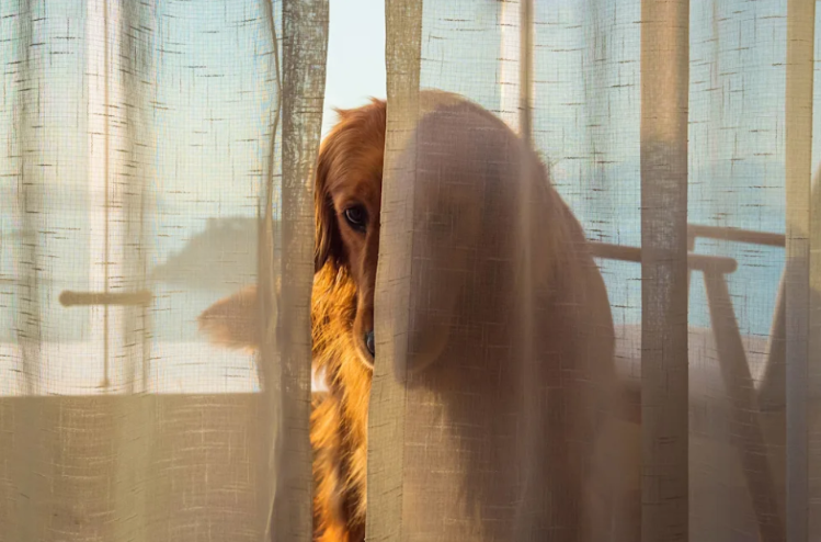 This Golden Retriever Is So Embarrassed by His New Look, He’s Going Into Hiding