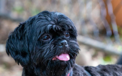 She Was Dirty, Matted, and Alone—Now This Rescue Dog Is Living Her Best Life