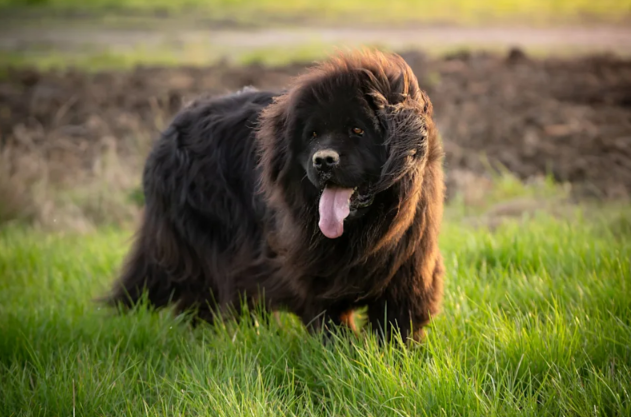 Newfoundland Puppy Copies Everything Her Big Brother Does—And It’s Absolutely Adorable