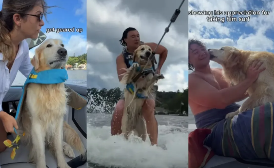 This Golden Retriever Takes Wakesurfing to Another Level With His Very Own Air-Swimming Technique