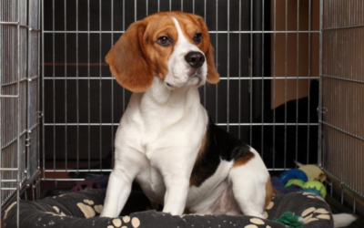 Think Crates Are Cruel? Here’s Why They Can Actually Make Dogs Feel Safer