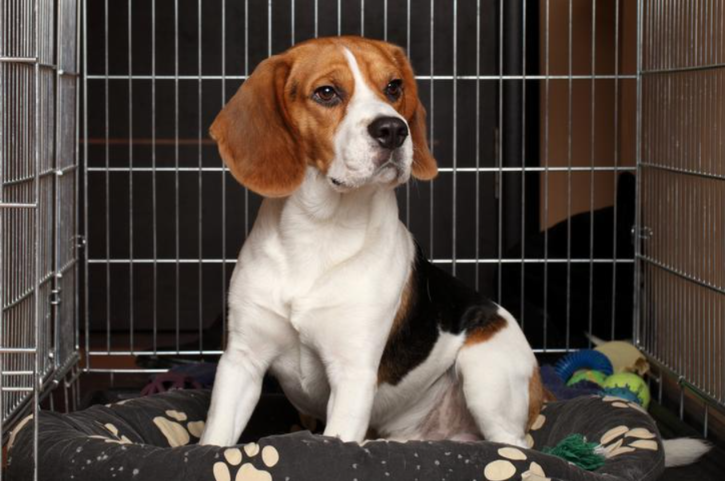 Think Crates Are Cruel? Here’s Why They Can Actually Make Dogs Feel Safer