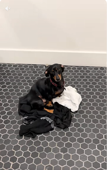 Every Time His Dad Takes a Shower, This Dachshund Builds Himself a Tiny Bed