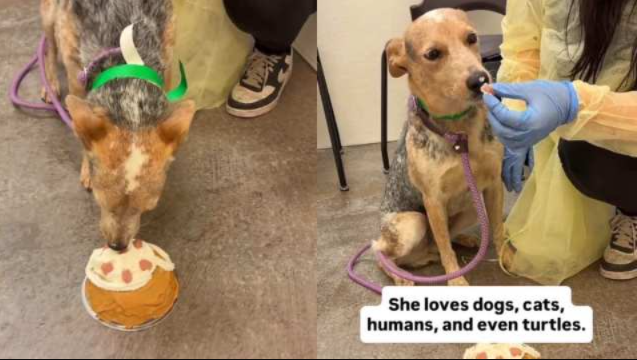 She Was Still Hoping Her Family Would Return—Then Her Shelter Friends Surprised Her