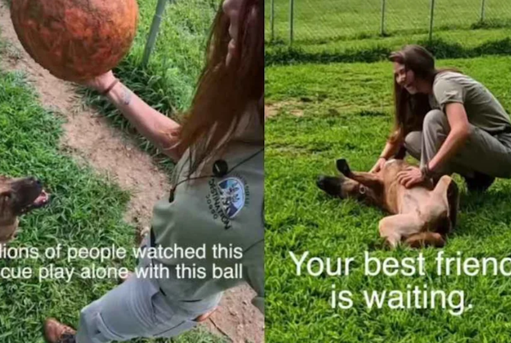 Millions Saw This Rescue Dog Playing Alone—Yet He’s Still Waiting for His Forever Home