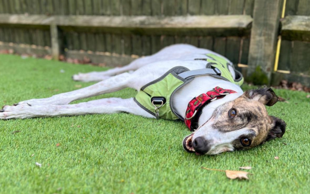 After 550 Days of Waiting, This Sweet Greyhound Finally Gets the Goodbye He Deserved