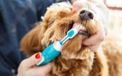 A Healthier Smile Starts at Home: Easy Dental Care Tips for Dogs