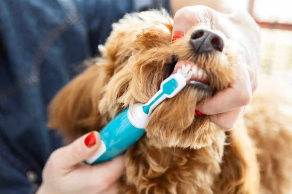 A Healthier Smile Starts at Home: Easy Dental Care Tips for Dogs