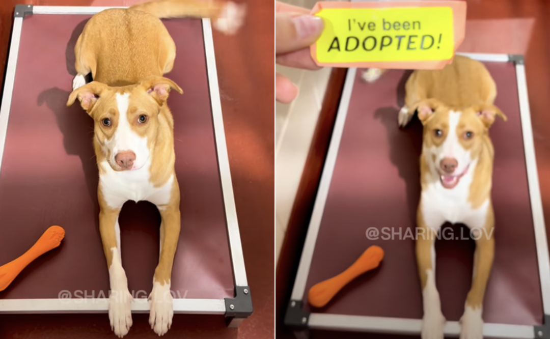He Lost Three Homes—But This Sweet Shelter Dog Still Believes In Love