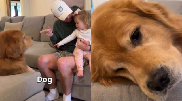 Toddler Calls Family Dog ‘Dog’—And His Dramatic Response Is Pure Comedy