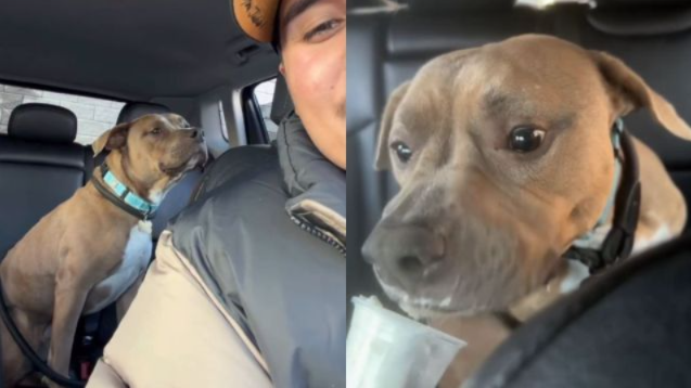 Rescue Dog Shakes With Fear Until One Pup Cup and a Loving Dad Change Everything