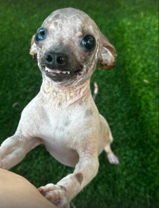 Shelter Dog Turns Heads Everywhere He Goes, Yet All He Knows Is How to Love