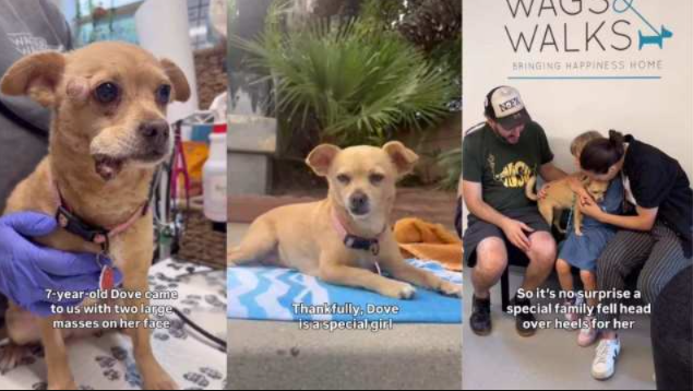 After the Hardest Five Months of Her Life, This Rescue Dog Finally Gets Her Happy Ending
