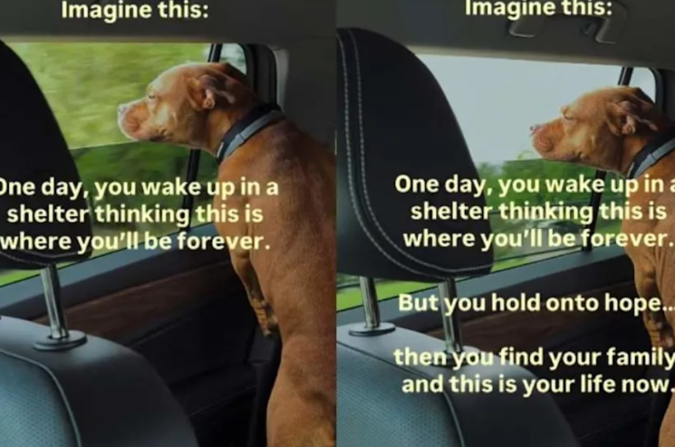 She Thought the Shelter Was Her Whole World, Until One Family Changed Her Life