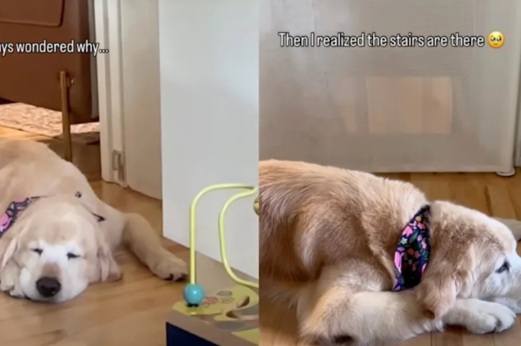 This Dog’s Favorite Place to Lie Down Has a Sweet Reason Nobody Expected