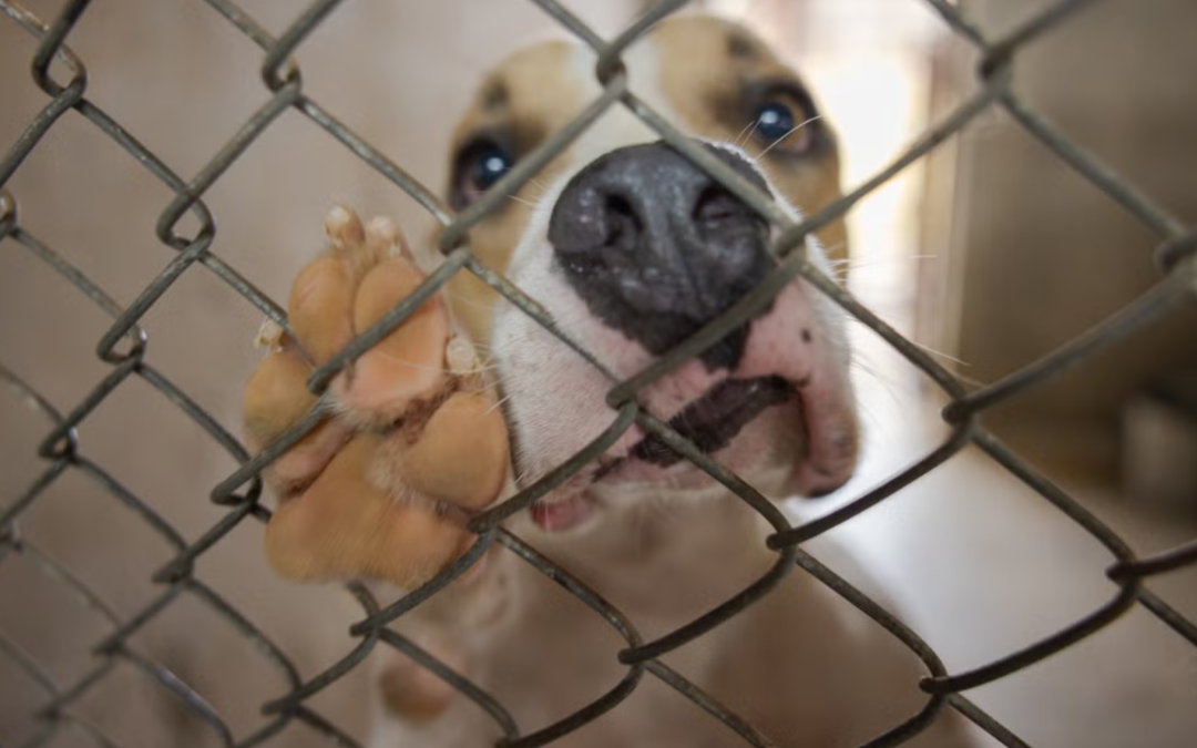 This 5-Month-Old Pit Bull Has the Sweetest Ears—and He’s Desperate for a Family