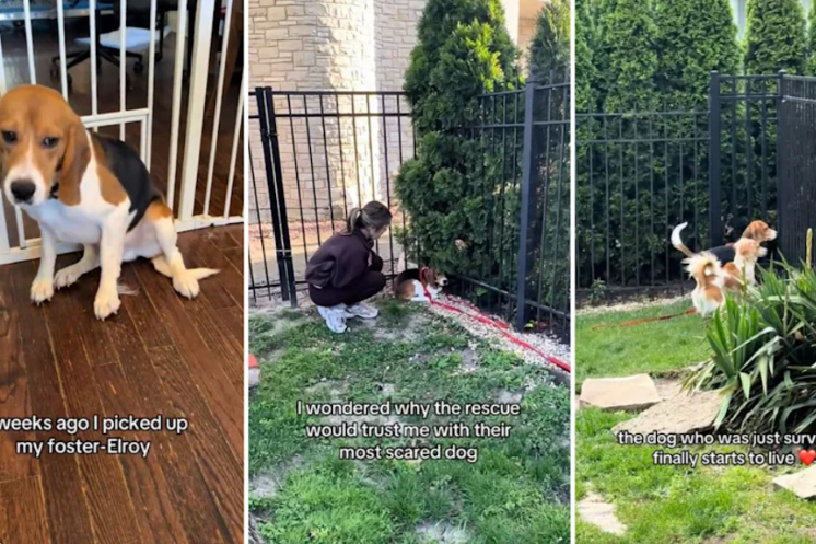 She Wasn’t Sure She Could Help This Terrified Beagle, But His Transformation Says It All