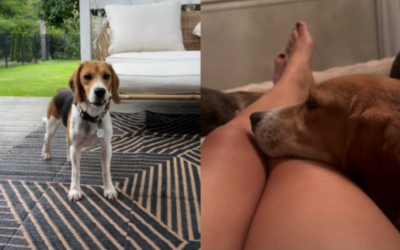 Fear Kept This Rescue Beagle Hidden—Now His Incredible Transformation Is Melting Hearts