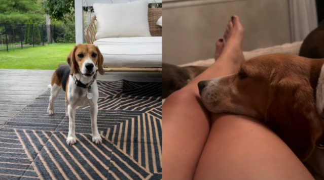 Fear Kept This Rescue Beagle Hidden—Now His Incredible Transformation Is Melting Hearts