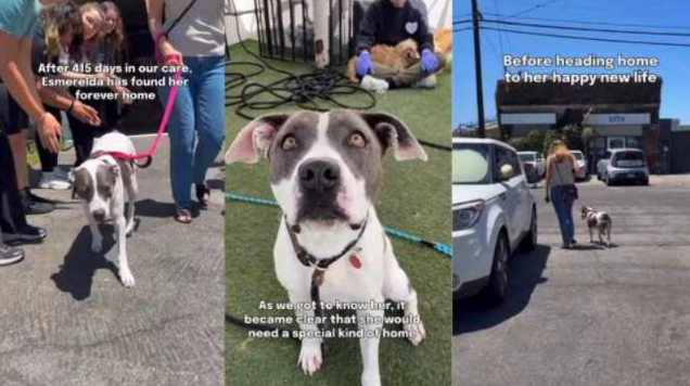 After 415 Days in a Shelter, Esmerelda Finally Finds the Person She Was Waiting For