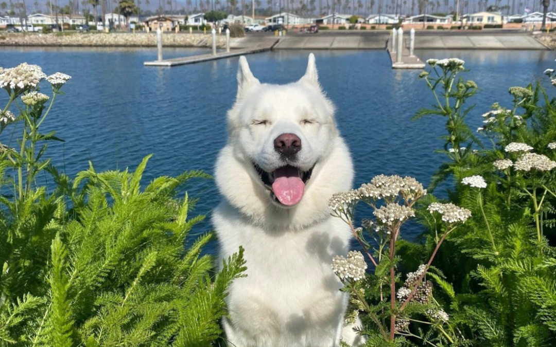 His Wobbly Walk Makes Everyone Smile—And His Story Is Even More Inspiring