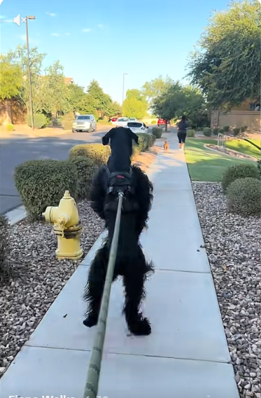 Everyone Does a Double Take When This Giant Schnauzer Starts Walking on Two Legs