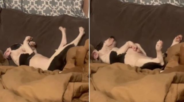 Tiny Rescue Puppy’s Giant Stretch Is Melting Hearts Everywhere