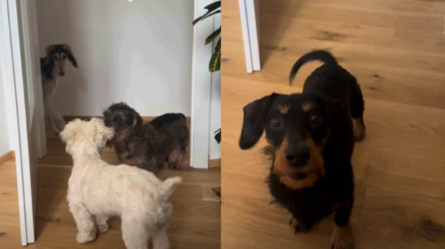 Four Dogs Keep Crashing Their Owner’s Home Office — And Their “Workplace Drama” Is Hilarious
