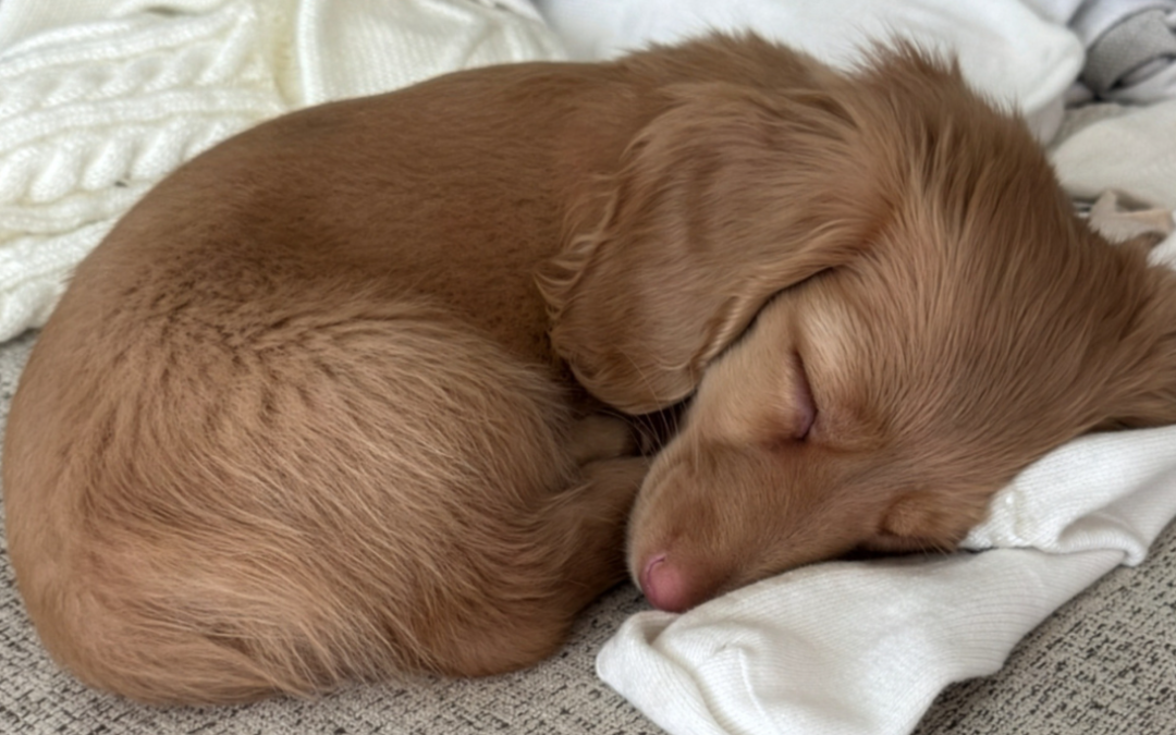 Forget Dog Beds—This Dachshund Thinks Her Human Is the Best Place to Nap