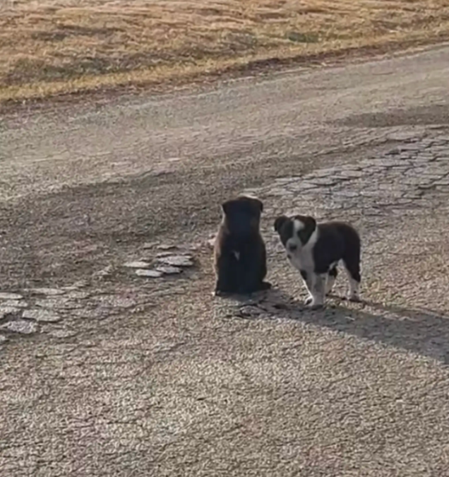 Two Lost Puppies Changed Direction And Led Their Rescuer To An Incredible Discovery