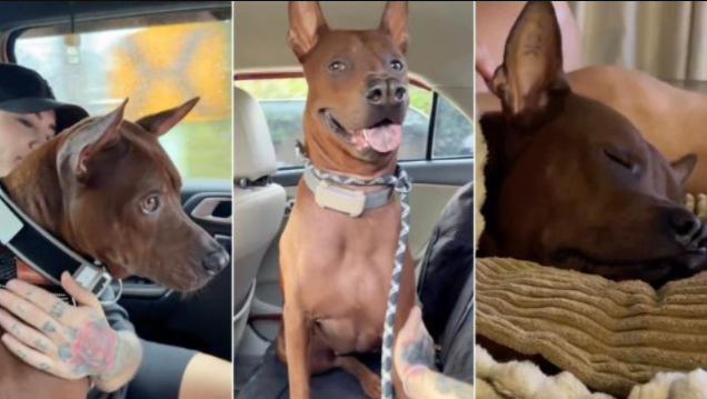 This Deaf Rescue Dog Finally Finds Home and Immediately Shows His Sweet Personality