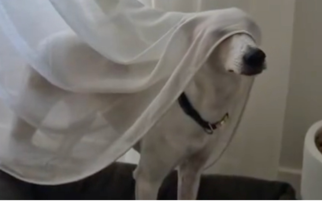 Everyone Thought This Dog Was Being Weird Until They Learned Why She Loves the Curtains