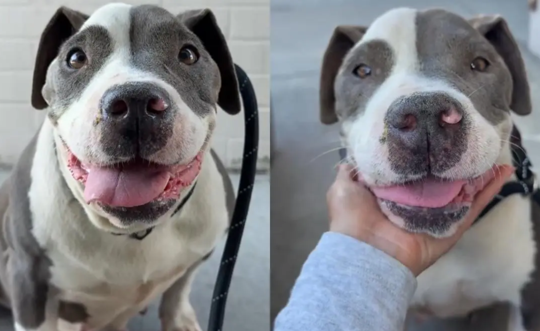 Every Time She Left Her Kennel, She Knew She’d Have to Return—Until One Day She Didn’t