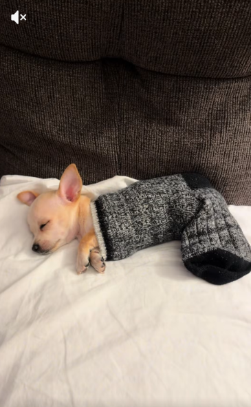 This Little Chihuahua Found The Cutest Place To Nap—And It Wasn’t A Dog Bed