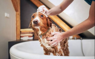 Your Dog’s Grooming Routine Is About More Than Looking Good — Here’s Why It Matters