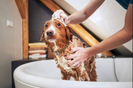Your Dog’s Grooming Routine Is About More Than Looking Good — Here’s Why It Matters