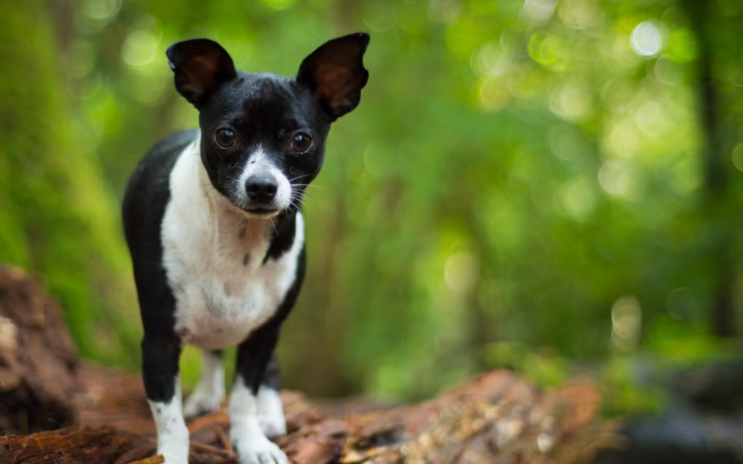 This Chihuahua Mix Discovered The Rats Were Loose And Decided It Was A Full-Blown Emergency