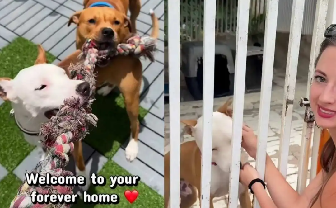 She Only Planned to Drop Off Gifts, but a Shelter Dog Had Other Plans
